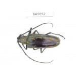 Cerambycidae sp. China, Tibet, Linzhi, Bomi county.  1Pcs. BA9892.