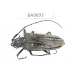 Cerambycidae sp. China, Tibet, Linzhi, Bomi county.  1Pcs. BA9893.