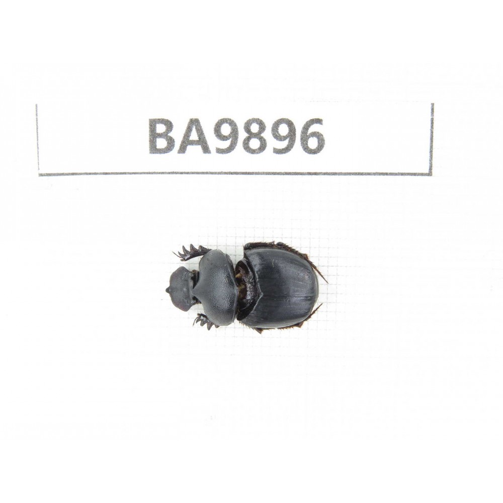 Geotrupidae sp. China, Yunnan, Honghe, Pingbian county.1Pcs. BA9896.