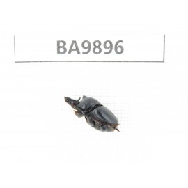 Geotrupidae sp. China, Yunnan, Honghe, Pingbian county.1Pcs. BA9896.