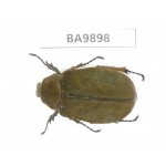 Melolonthidae sp. China, Yunnan, Honghe, Pingbian county. 1Pcs. BA9898.