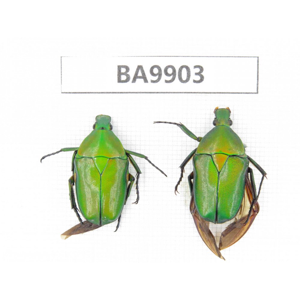 Cetoniidae sp. China,  Yunnan, Honghe, Pingbian county. 2Pcs. BA9903.