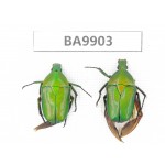Cetoniidae sp. China,  Yunnan, Honghe, Pingbian county. 2Pcs. BA9903.