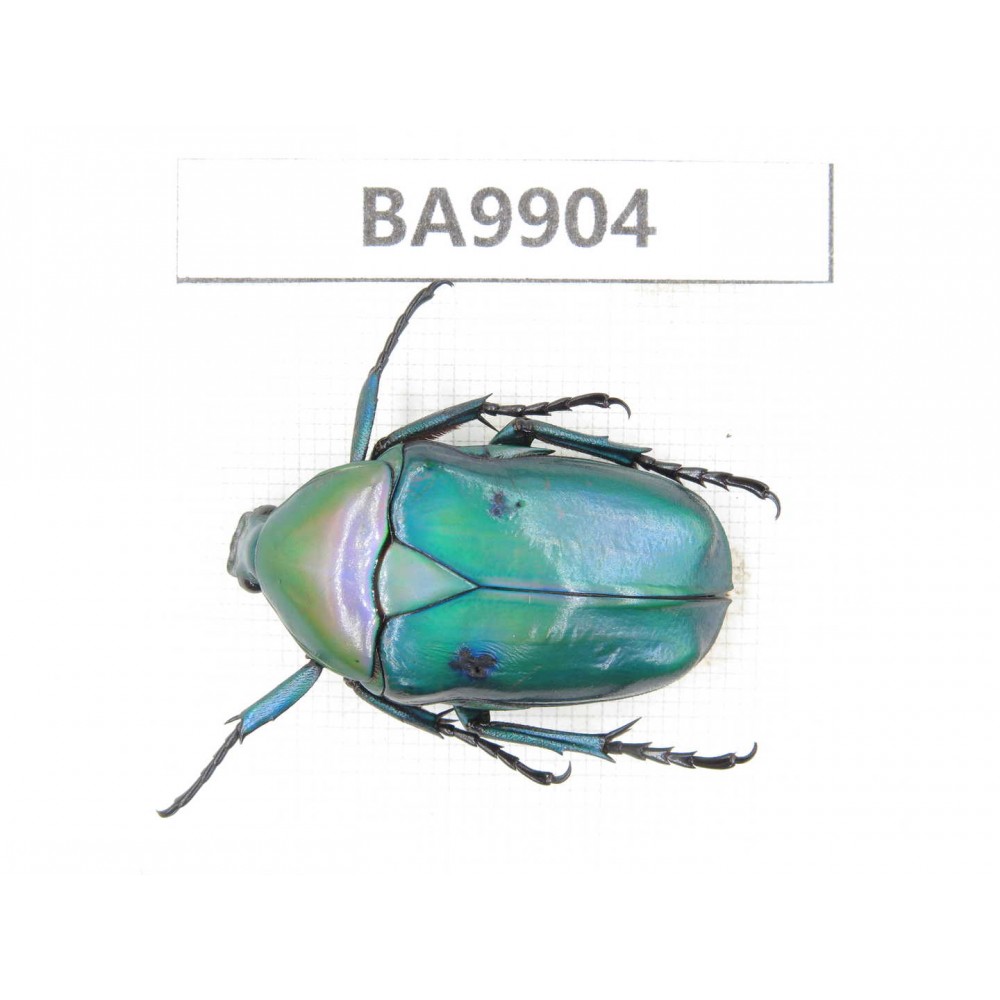 Cetoniidae sp. China,  Yunnan, Honghe, Pingbian county. 1Pcs. BA9904.