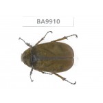 Melolonthidae sp. China, Yunnan, Honghe, Pingbian county. 1Pcs. BA9910.