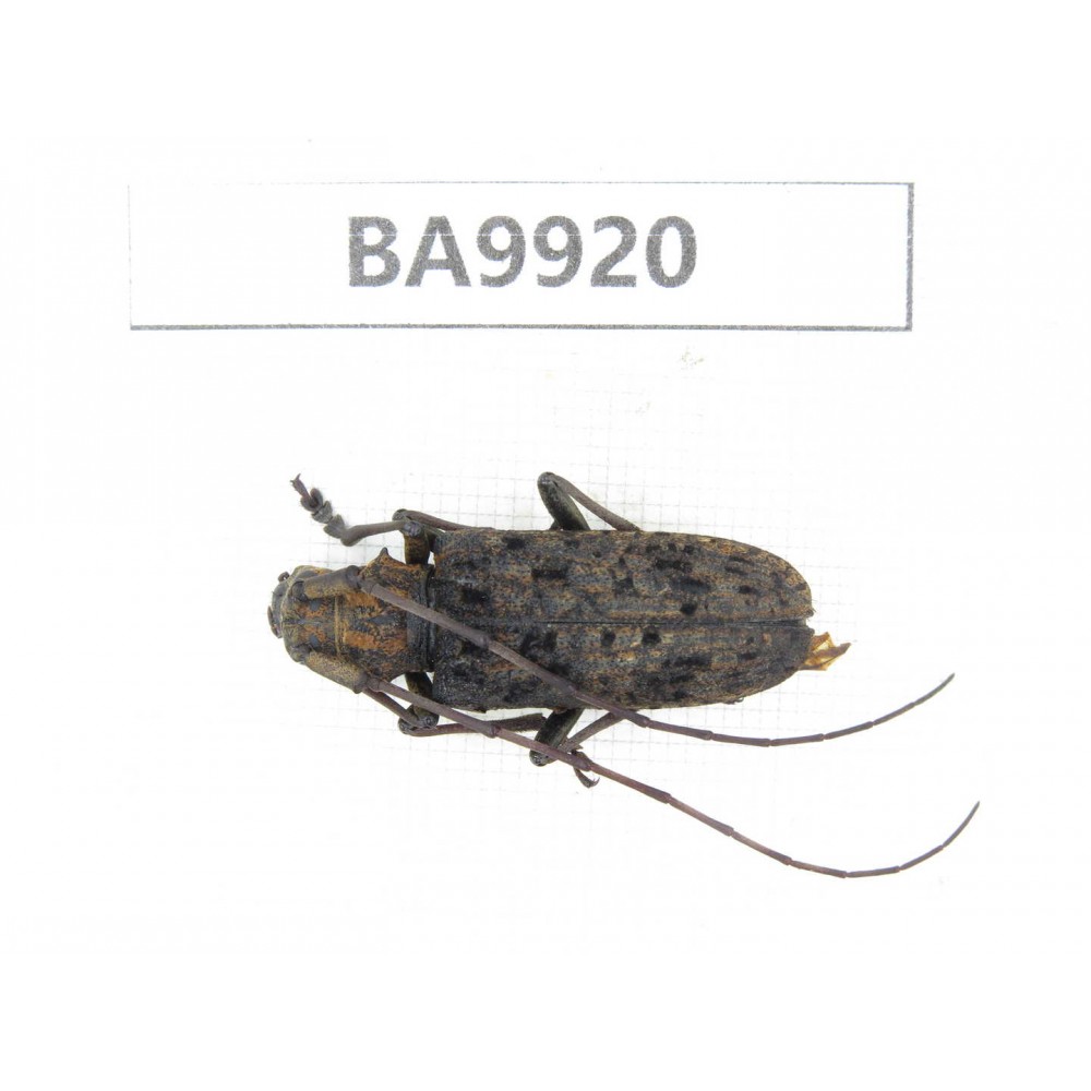 Cerambycidae sp. China, Yunnan, Honghe, Pingbian county. 1Pcs. BA9920.