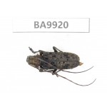 Cerambycidae sp. China, Yunnan, Honghe, Pingbian county. 1Pcs. BA9920.