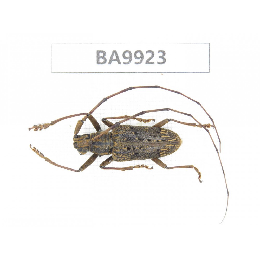 Cerambycidae sp. China, Yunnan, Honghe, Pingbian county. 1Pcs. BA9923.