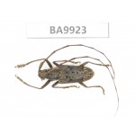 Cerambycidae sp. China, Yunnan, Honghe, Pingbian county. 1Pcs. BA9923.