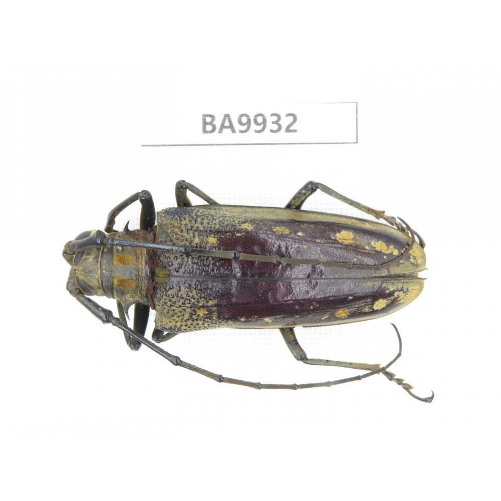 Cerambycidae sp. China, Yunnan, Honghe, Pingbian county. 1Pcs. BA9932.