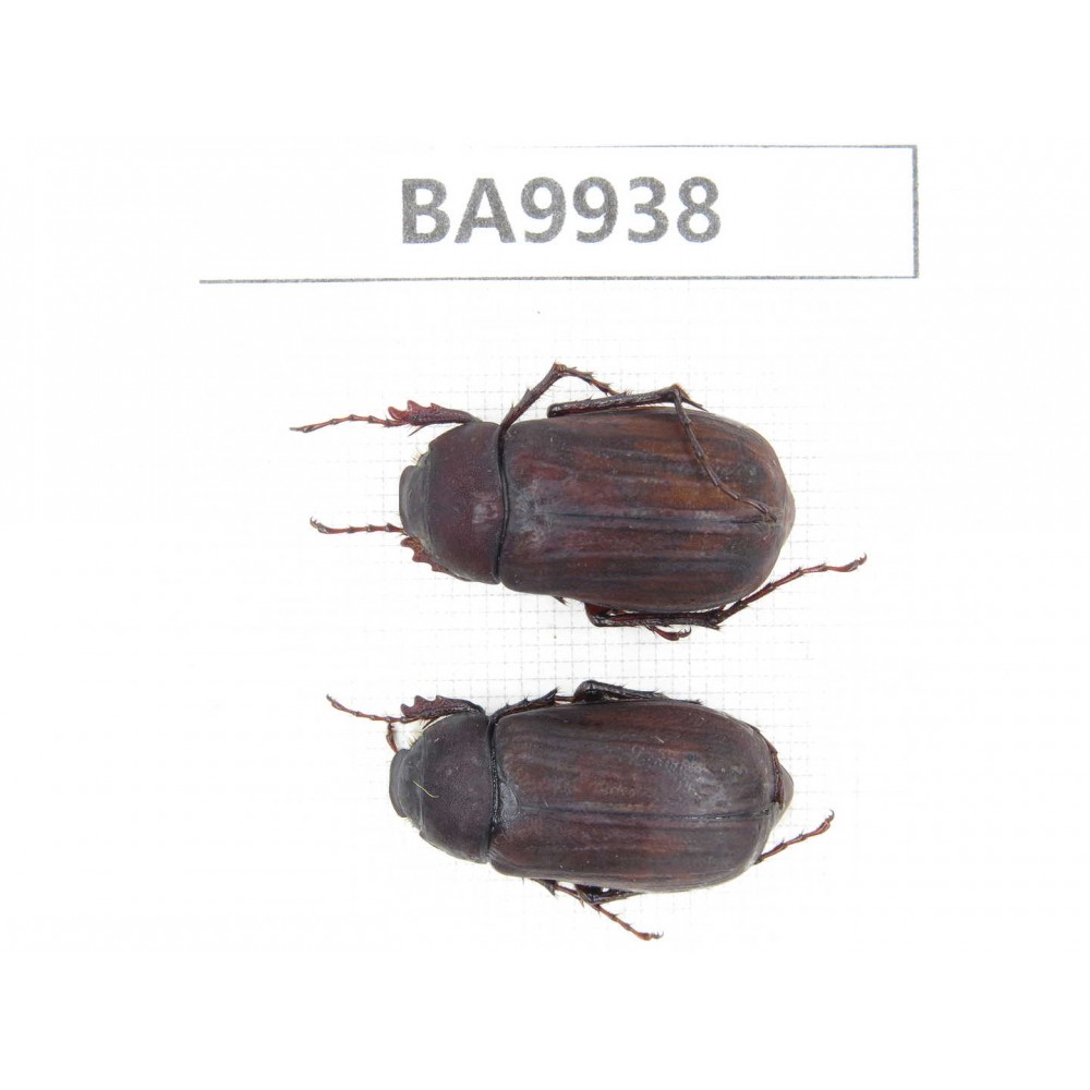 Melolonthidae sp. China, Yunnan, Honghe, Pingbian county. 2Pcs. BA9938.