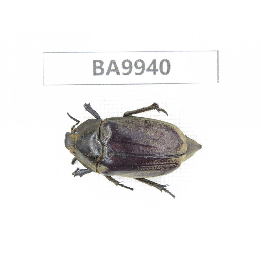 Melolonthidae sp. China, Yunnan, Honghe, Pingbian county. 1Pcs. BA9940.