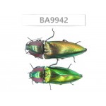 Elateridae sp. China, Yunnan, Honghe, Pingbian county. 2Pcs. BA9942.