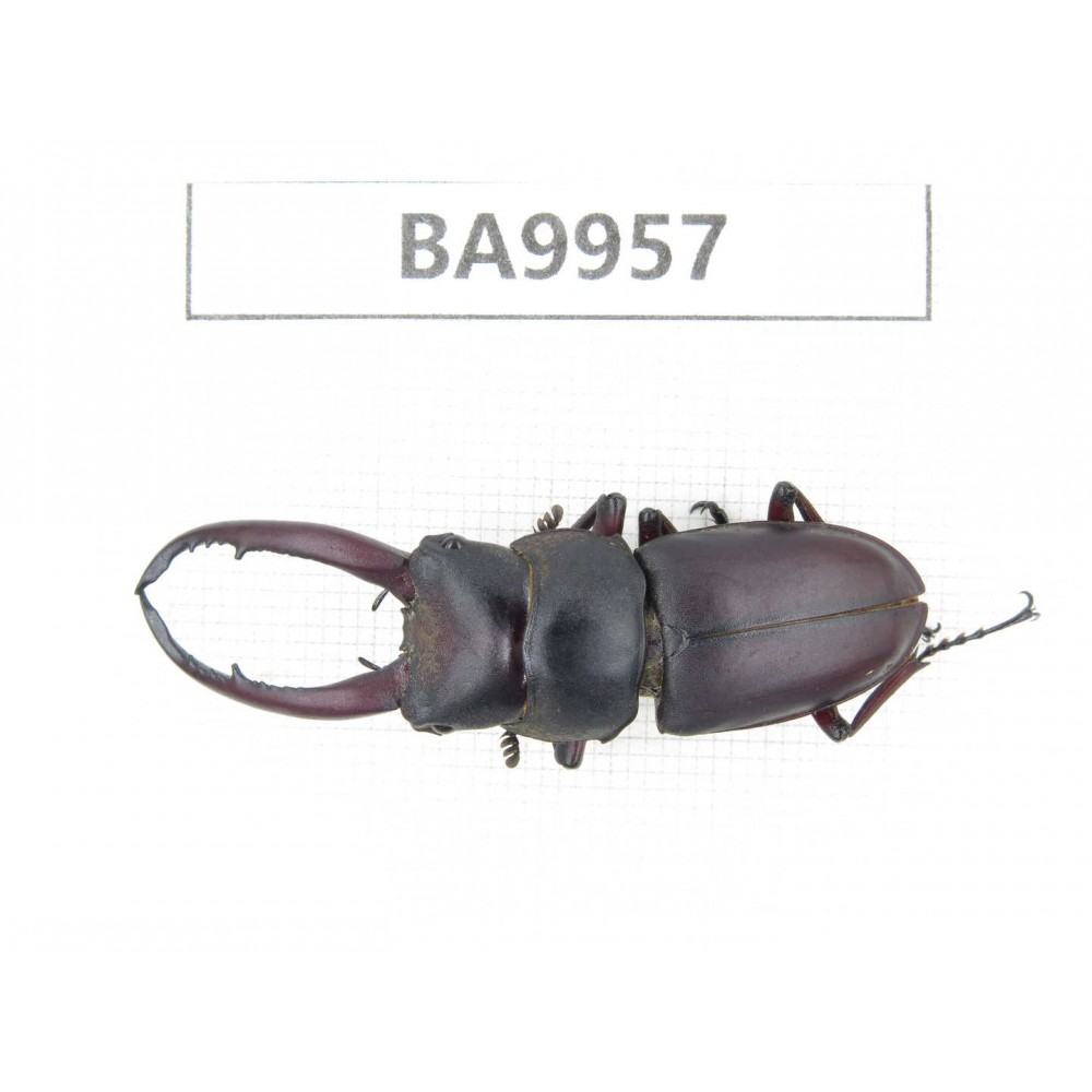 Prosopocoilus sp. China, Yunnan, Honghe, Pingbian county. 1M. BA9957.