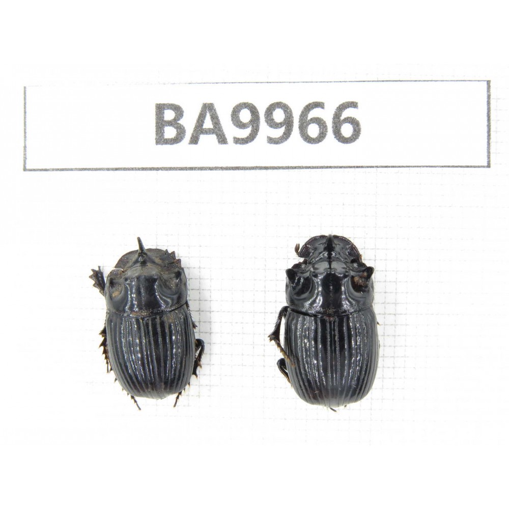 Geotrupidae sp. China,  Yunnan, Nujiang, N of Mt.Biluoxueshan. 2Pcs. BA9966.