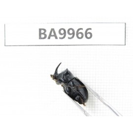 Geotrupidae sp. China,  Yunnan, Nujiang, N of Mt.Biluoxueshan. 2Pcs. BA9966.
