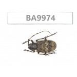 Cerambycidae sp. China, Yunnan, Nujiang, N of Mt.Biluoxueshan. 1Pcs. BA9974.