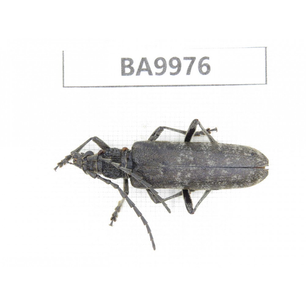 Cerambycidae sp. China, Yunnan, Nujiang, N of Mt.Biluoxueshan. 1Pcs. BA9976.