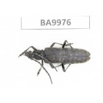 Cerambycidae sp. China, Yunnan, Nujiang, N of Mt.Biluoxueshan. 1Pcs. BA9976.