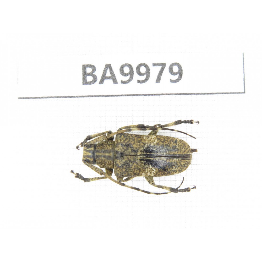 Cerambycidae sp. China, Chuxiong, Shuangbai county (N Mt.Ailaoshan).1Pcs. BA9979.