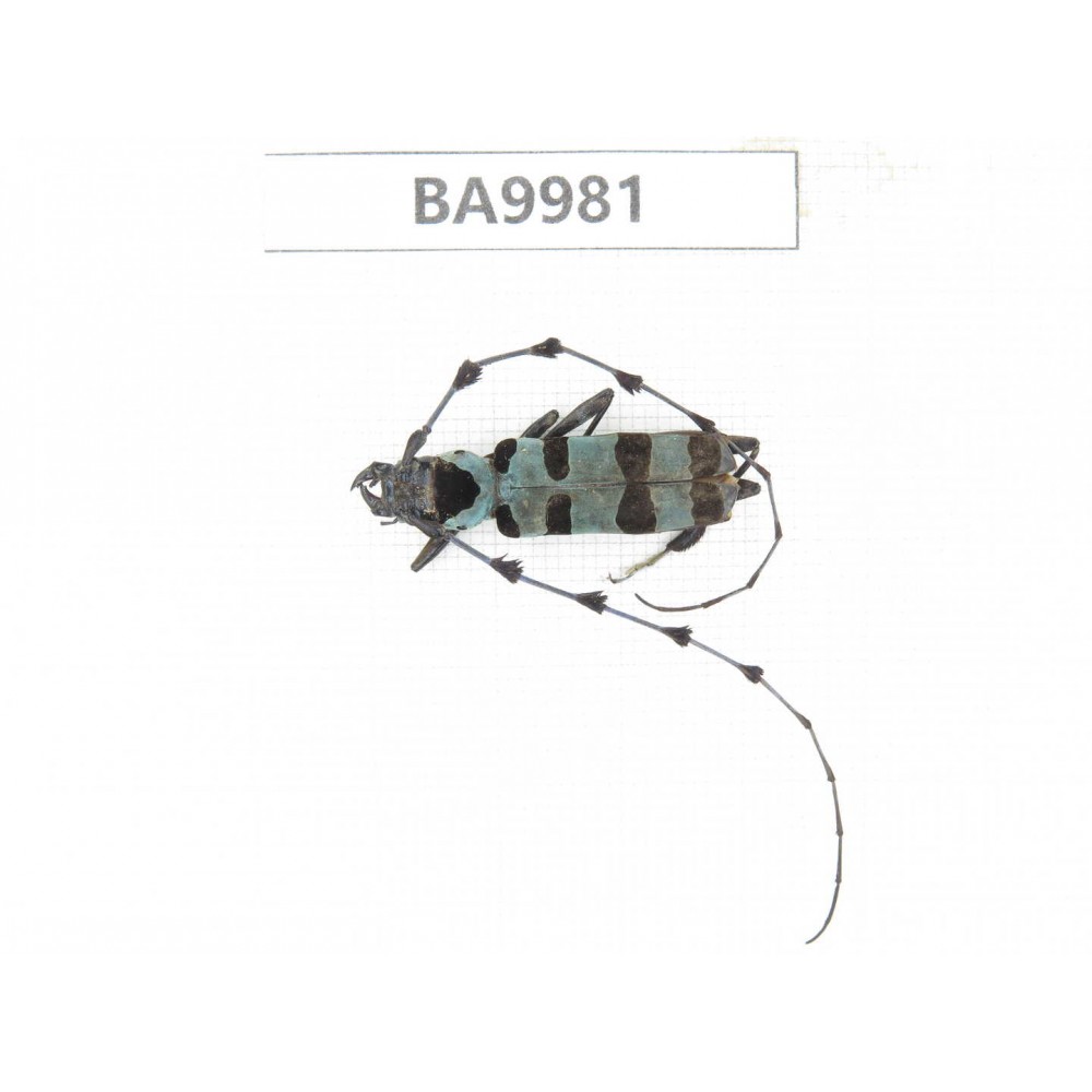 Cerambycidae sp. China, Chuxiong, Shuangbai county (N Mt.Ailaoshan).1Pcs. BA9981.