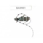 Cerambycidae sp. China, Chuxiong, Shuangbai county (N Mt.Ailaoshan).1Pcs. BA9981.