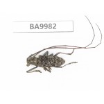 Cerambycidae sp. China, Chuxiong, Shuangbai county (N Mt.Ailaoshan).1Pcs. BA9982.