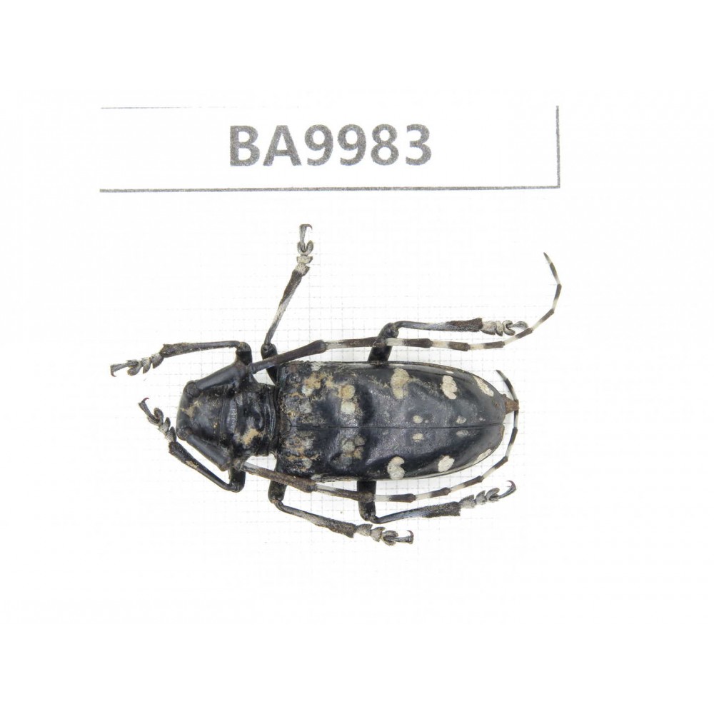 Cerambycidae sp. China, Chuxiong, Shuangbai county (N Mt.Ailaoshan).1Pcs. BA9983.