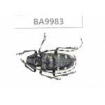 Cerambycidae sp. China, Chuxiong, Shuangbai county (N Mt.Ailaoshan).1Pcs. BA9983.