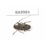 Cerambycidae sp. China, Chuxiong, Shuangbai county (N Mt.Ailaoshan).1Pcs. BA9984.
