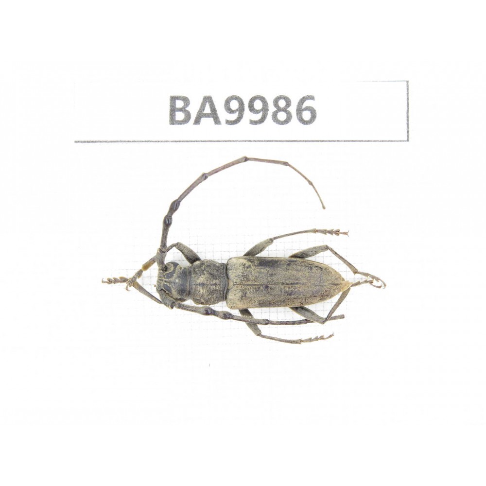 Cerambycidae sp. China, Chuxiong, Shuangbai county (N Mt.Ailaoshan).1Pcs. BA9986.