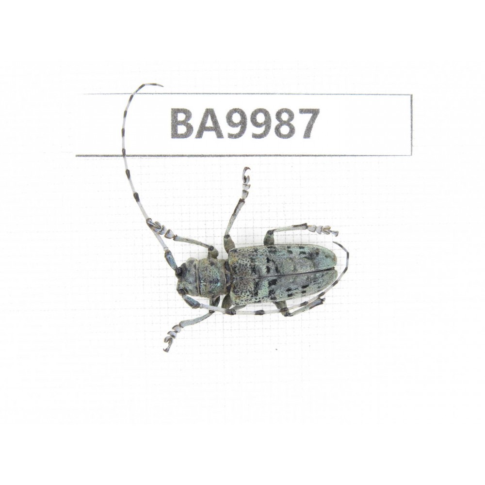 Cerambycidae sp. China, Chuxiong, Shuangbai county (N Mt.Ailaoshan).1Pcs. BA9987.