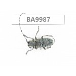 Cerambycidae sp. China, Chuxiong, Shuangbai county (N Mt.Ailaoshan).1Pcs. BA9987.