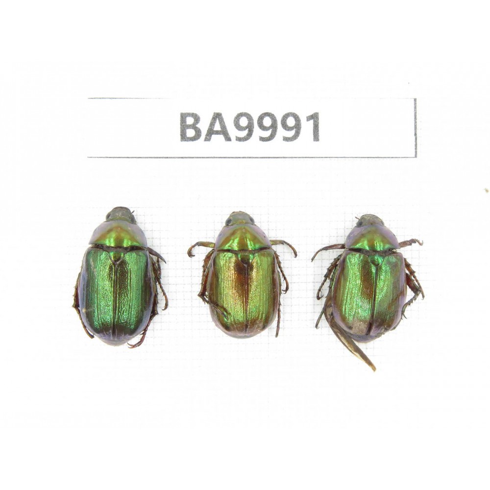 Rutelidae sp. China, Chuxiong, Shuangbai county (N Mt.Ailaoshan).3Pcs. BA9991.