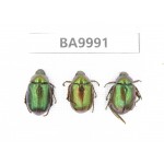 Rutelidae sp. China, Chuxiong, Shuangbai county (N Mt.Ailaoshan).3Pcs. BA9991.