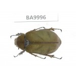 Melolonthidae sp. China, Chuxiong, Shuangbai county (N Mt.Ailaoshan). 1Pcs. BA9996.