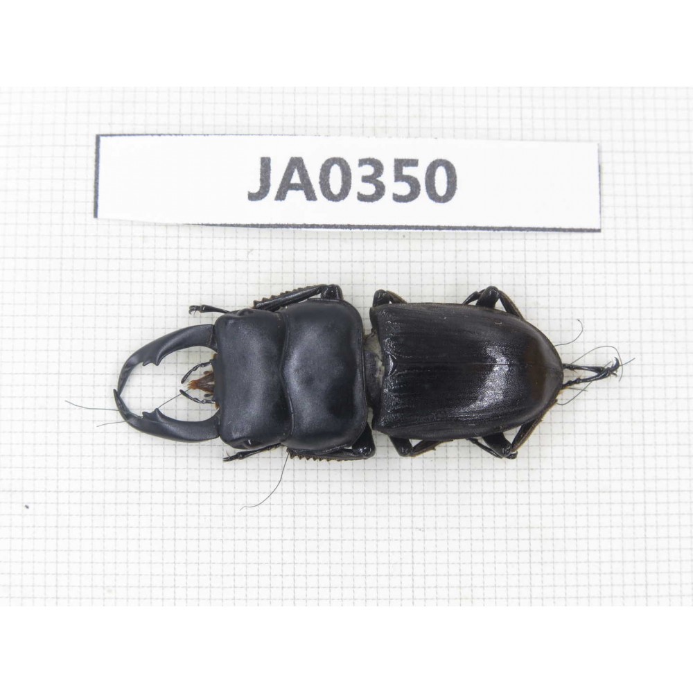 Dorcus sp. Myanmar, Kechin, Nanse. 1M. JA0350.