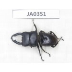 Dorcus sp. Myanmar, Kechin, Nanse. 1M. JA0351.