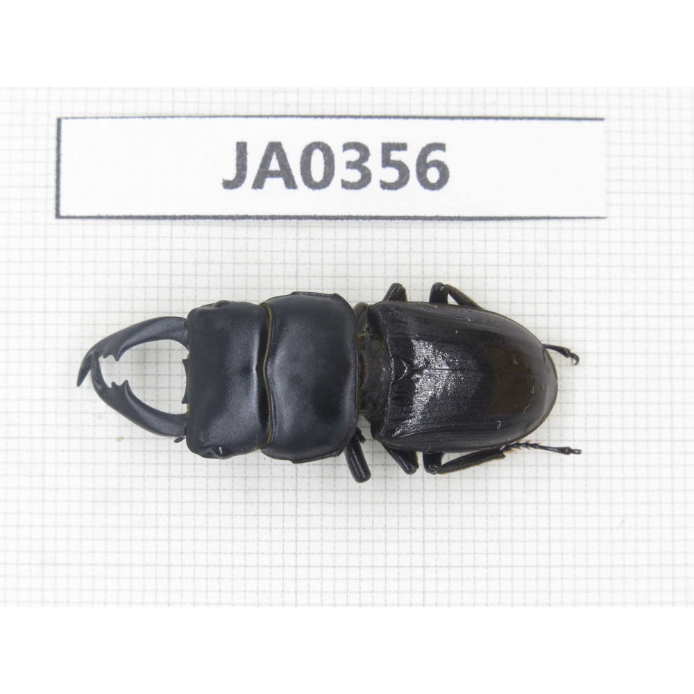 Dorcus sp. Myanmar, Kechin, Nanse. 1M. JA0356.