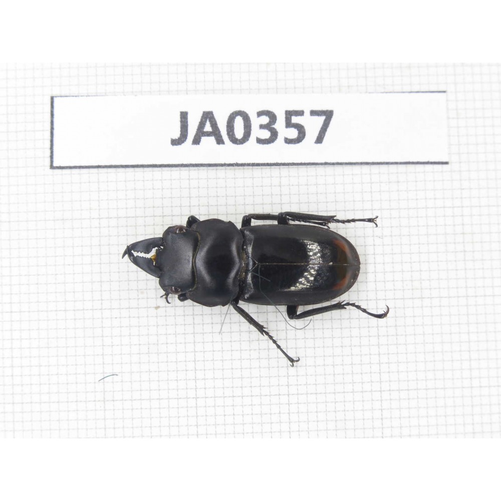 Dorcus sp. Myanmar, Kechin, Nanse. 1M. JA0357.