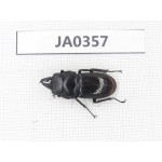 Dorcus sp. Myanmar, Kechin, Nanse. 1M. JA0357.
