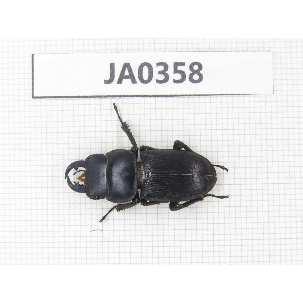 Dorcus sp. Myanmar, Kechin, Nanse. 1M. JA0358.