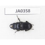 Dorcus sp. Myanmar, Kechin, Nanse. 1M. JA0358.