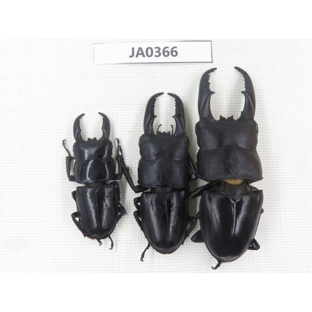 Dorcus sp. China, Guizhou, Qiandongnan, Mt.Leigongshan. 3M. JA0366.
