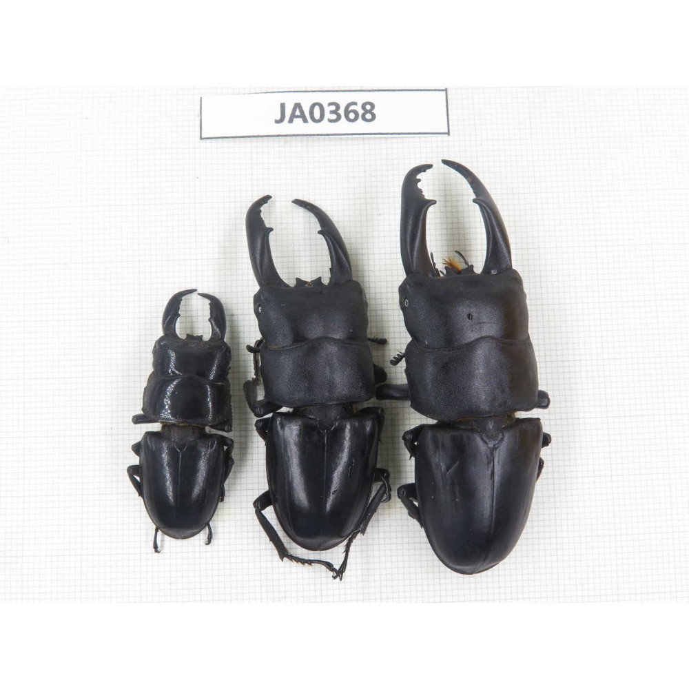 Dorcus sp. China, Guizhou, Qiandongnan, Mt.Leigongshan. 3M. JA0368.