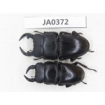 Dorcus sp. China, Guizhou, Qiandongnan, Mt.Leigongshan. 2M. JA0372.