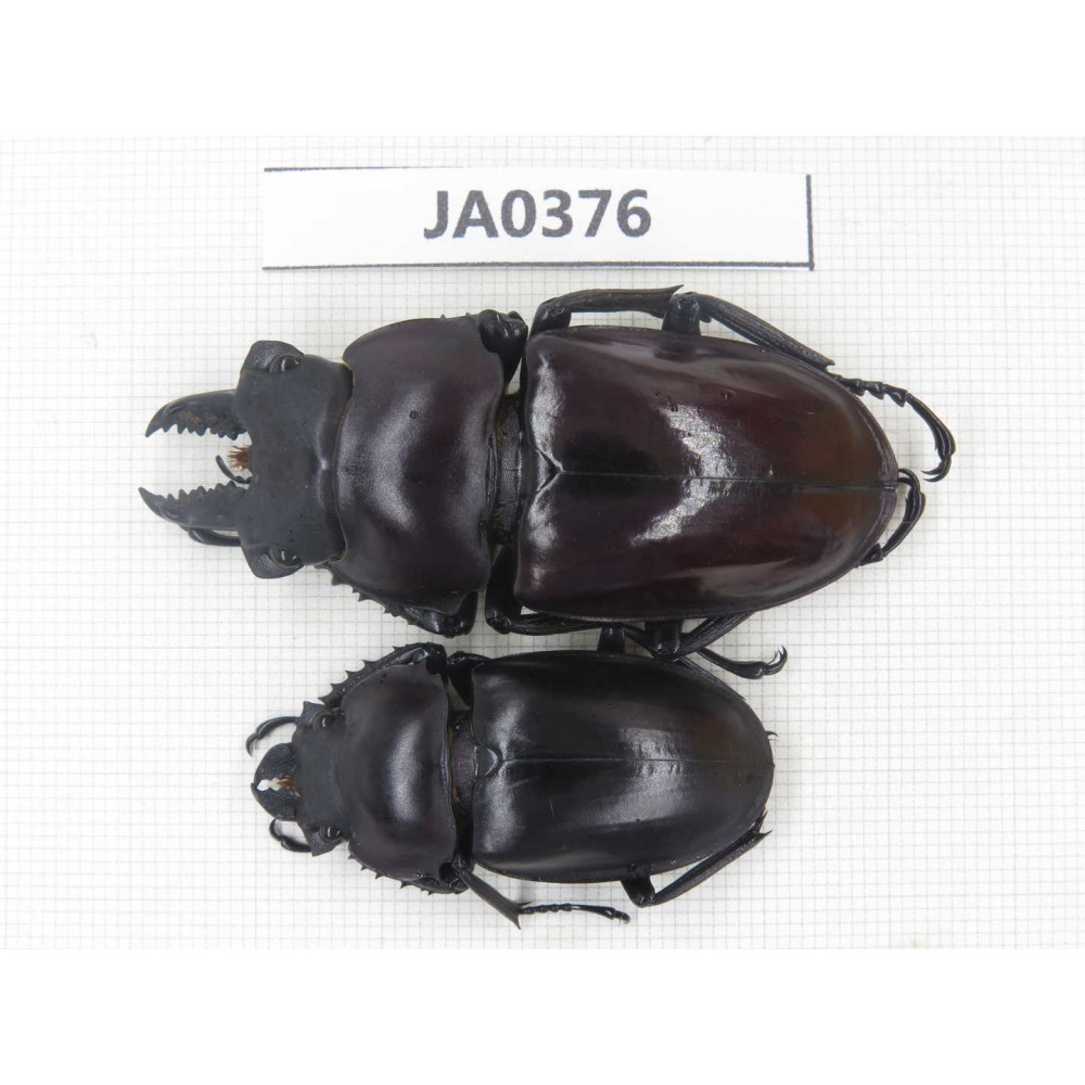 Neolucanus sp. China, Guizhou, Qiandongnan, Mt.Leigongshan. 1P. JA0376.