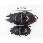 Neolucanus sp. China, Guizhou, Qiandongnan, Mt.Leigongshan. 1P. JA0376.