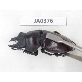 Neolucanus sp. China, Guizhou, Qiandongnan, Mt.Leigongshan. 1P. JA0376.