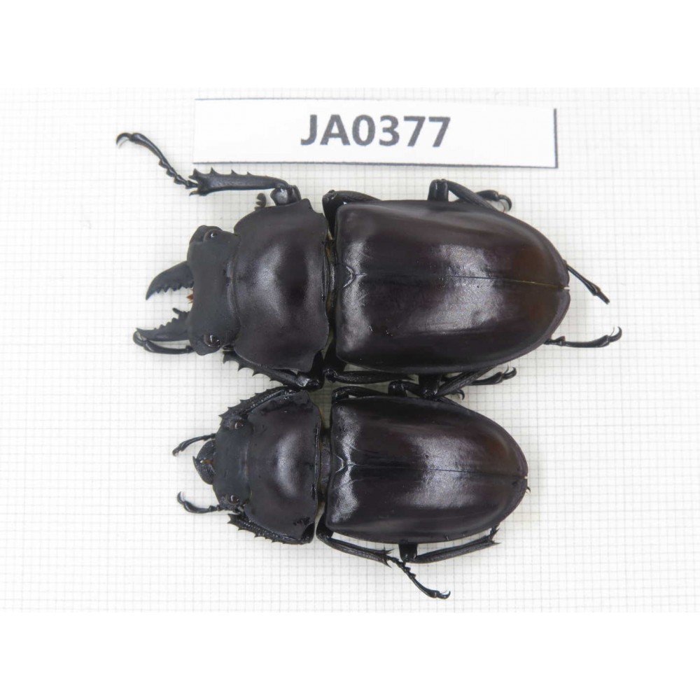 Neolucanus sp. China, Guizhou, Qiandongnan, Mt.Leigongshan. 1P. JA0377.
